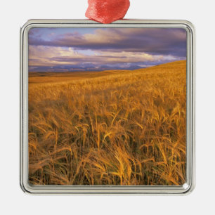 Field of Ripening Barley along the Rocky Metal Ornament