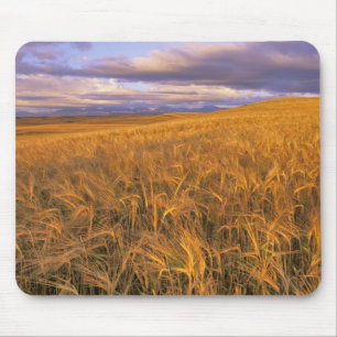 Field of Ripening Barley along the Rocky Mouse Pad