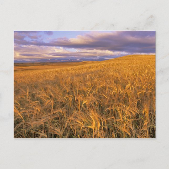 Field of Ripening Barley along the Rocky Postcard (Front)