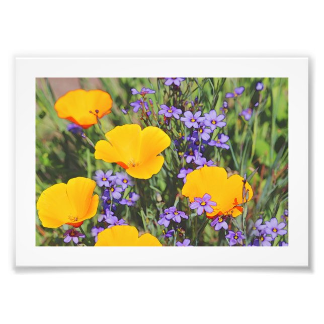 Field of Spring Flowers Photo Print (Front)
