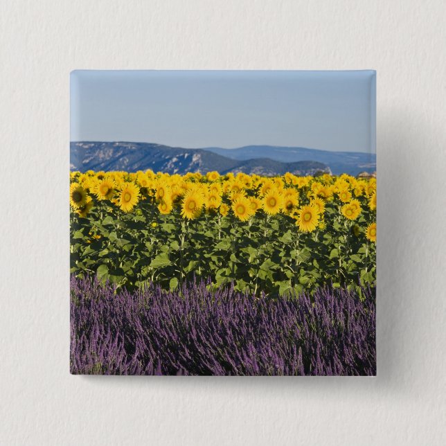 Field of sunflowers and lavender flowers, 15 cm square badge (Front)