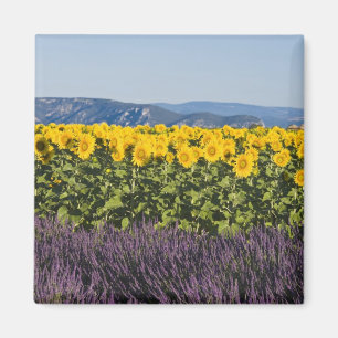 Field of sunflowers and lavender flowers, magnet