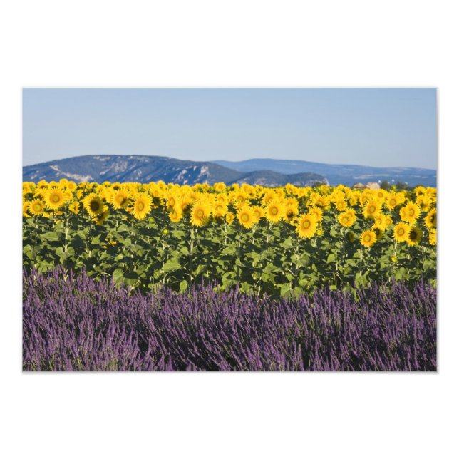 Field of sunflowers and lavender flowers, photo print (Front)
