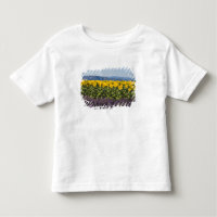 Field of sunflowers and lavender flowers,