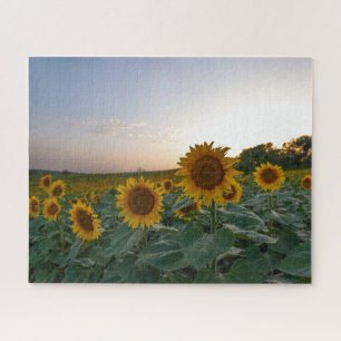 Field of sunflowers at dusk jigsaw puzzle