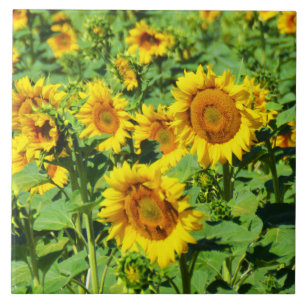 Field of sunflowers ceramic tile