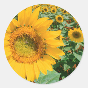 Field Of Sunflowers. Heidleberg District Classic Round Sticker