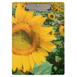 Field Of Sunflowers. Heidleberg District Clipboard