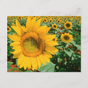 Field Of Sunflowers. Heidleberg District Postcard