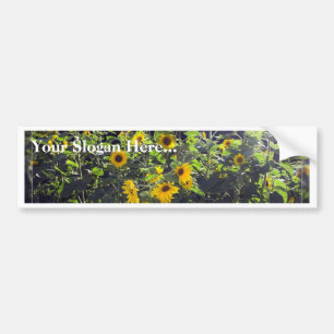 Field Of Sunflowers In Blossom Bumper Sticker