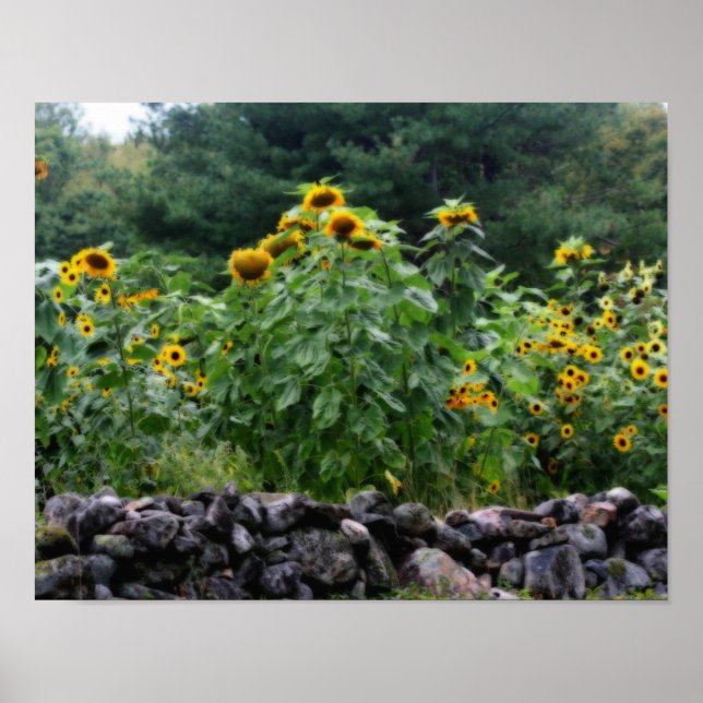 Field Of Sunflowers Orton Art Poster (Front)