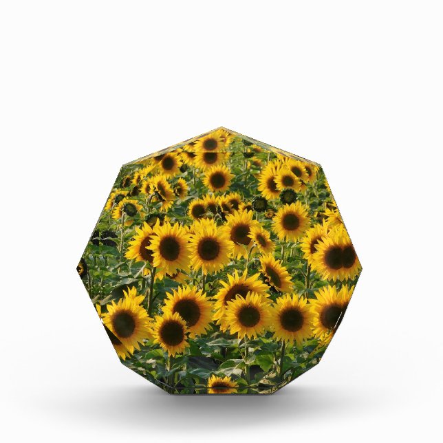 Field of Sunflowers  Photo Block (Front)