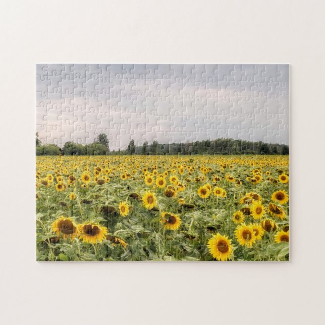 Field of Sunflowers Photo Jigsaw Puzzle (Horizontal)