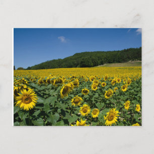 Field of sunflowers postcard