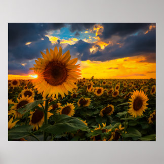 Field of Sunflowers Poster