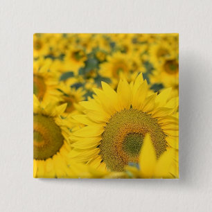 Field of Sunflowers Square Pin