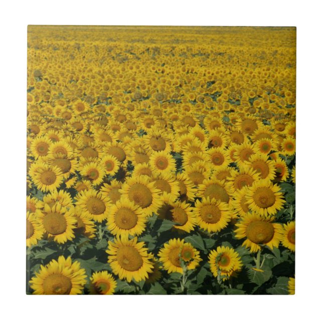 Field of Sunflowers Tile (Front)