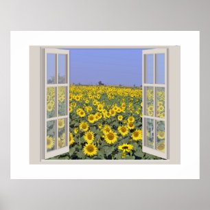 Field of Sunflowers viewed through an open window Poster
