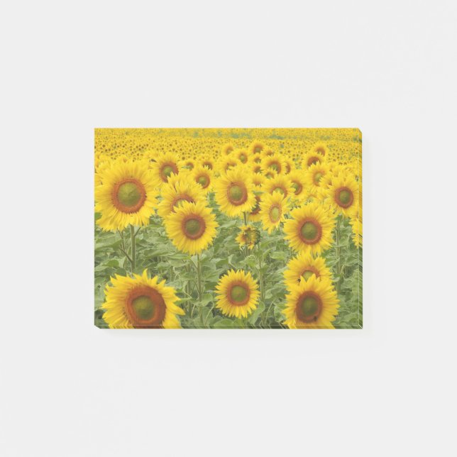 Field of Sunshine Post-it Notes (Front)