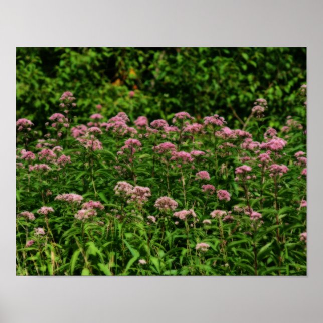 Field Of Sweet Joe Pye Weed Flowers Orton Art Poster (Front)