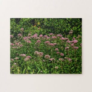 Field Of Sweet Joe Pye Weed Flowers Orton  Jigsaw Puzzle