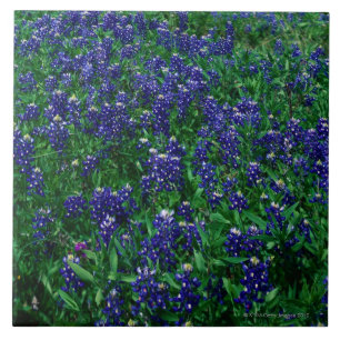 Field of Texas Bluebonnets Tile
