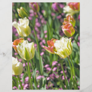 Field of tulips