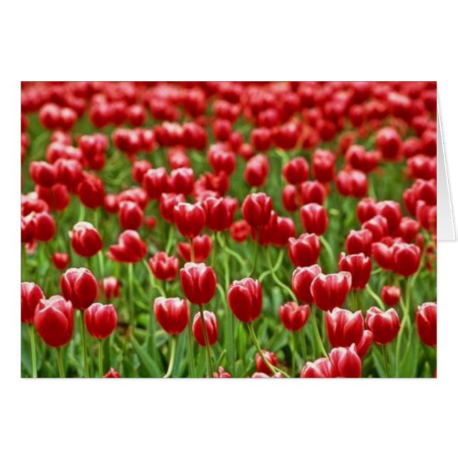 Field of Tulips (Front Horizontal)