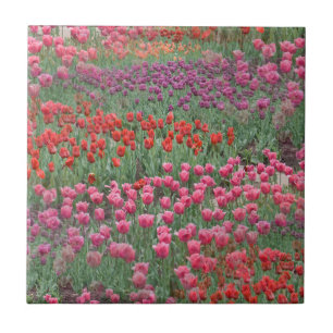 Field Of Tulips Ceramic Tile