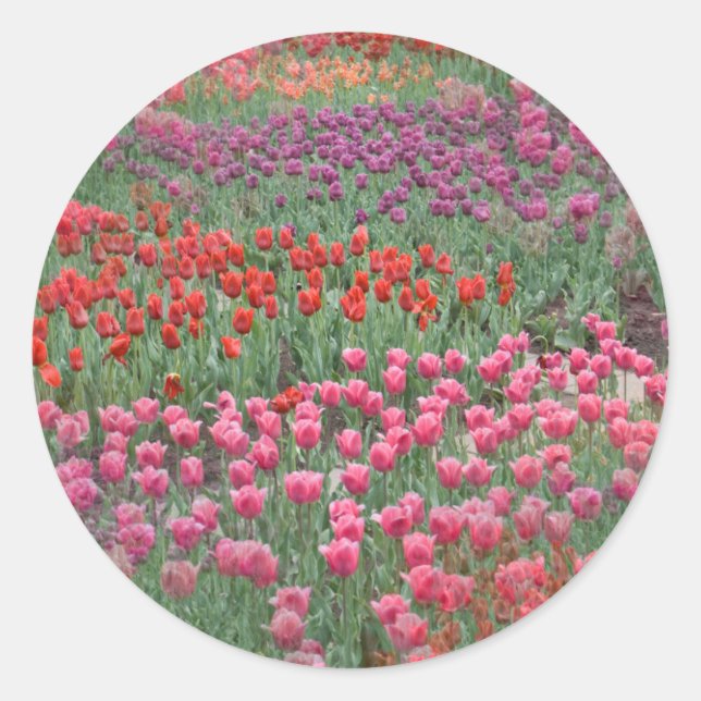 Field Of Tulips Classic Round Sticker (Front)