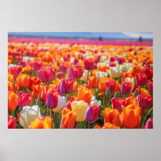 Field of Tulips in Full Bloom Poster