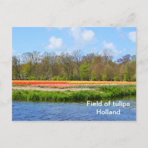 Field of tulips in Holland Postcard