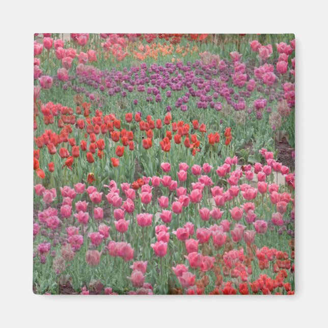 Field Of Tulips Magnet (Front)