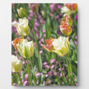 Field of tulips plaque