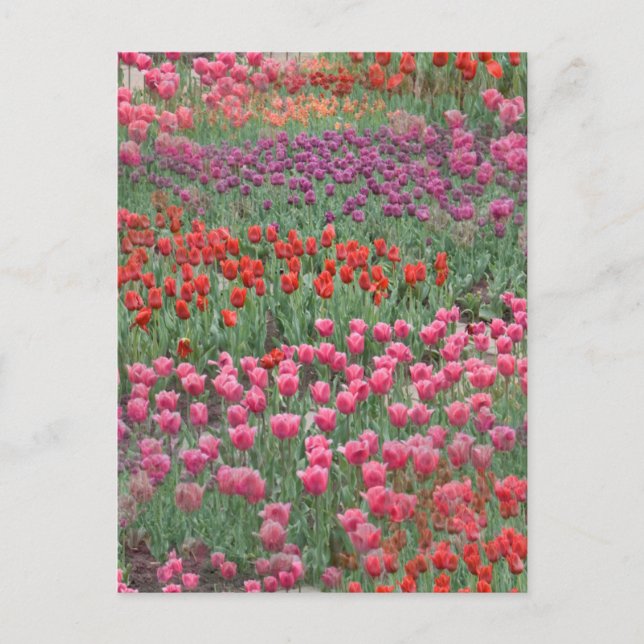 Field Of Tulips Postcard (Front)
