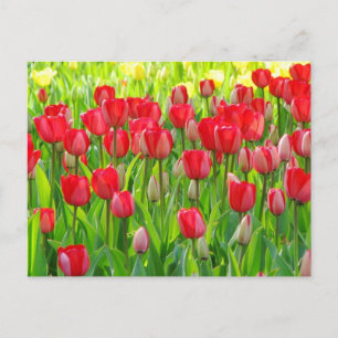 Field of Tulips Postcard