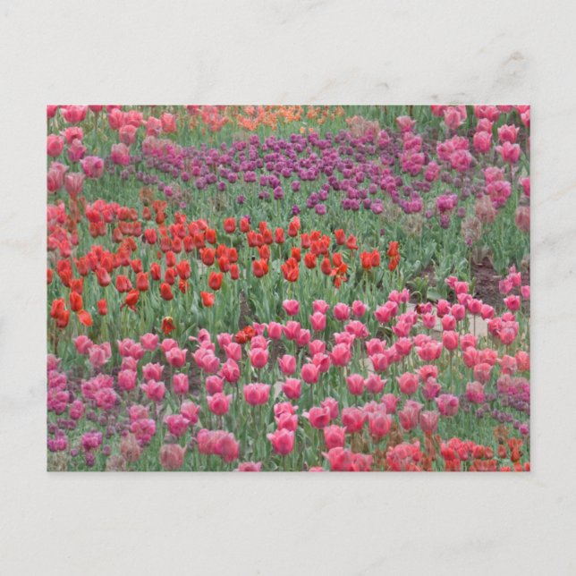 Field Of Tulips Postcard (Front)