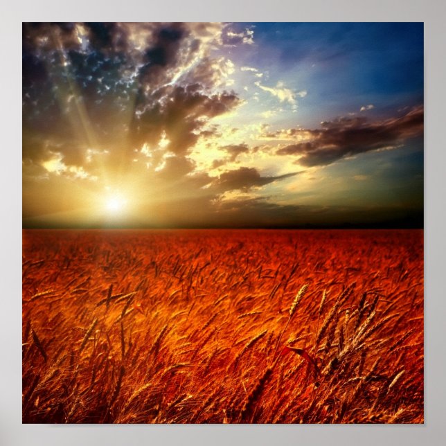 Field of wheat and sunset poster (Front)