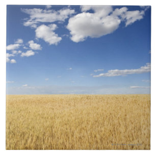 Field of wheat ceramic tile