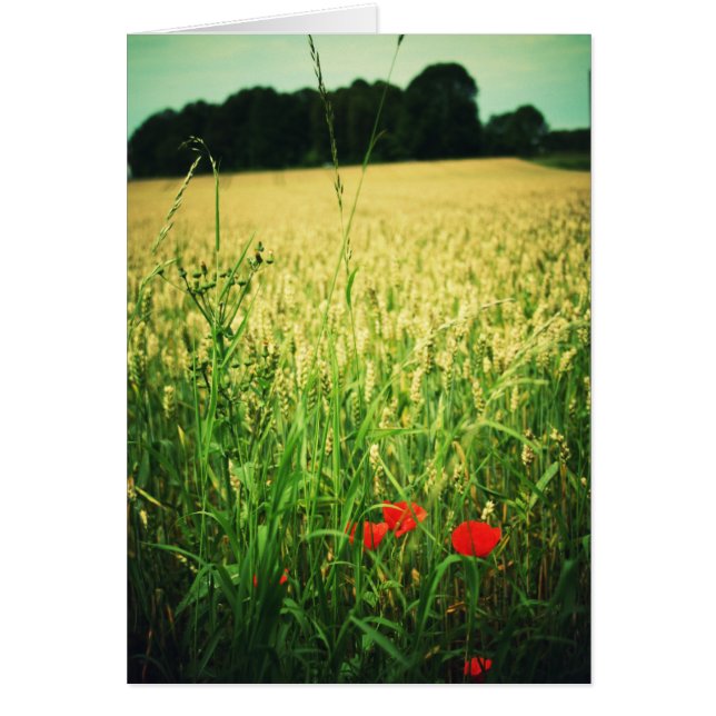 Field of wheat - Germany (Front)