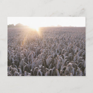 Field of Wheat Postcard