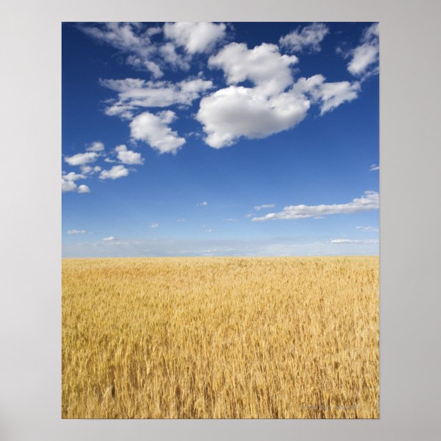 Field of wheat poster (Front)