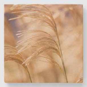 Field of Wheat Sandstone Coaster