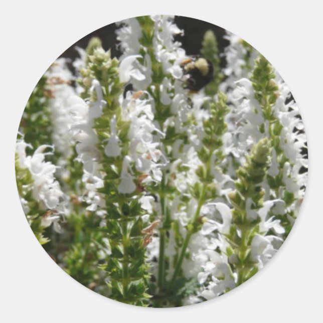 Field of White Lavender Flowers in Field Classic Round Sticker (Front)