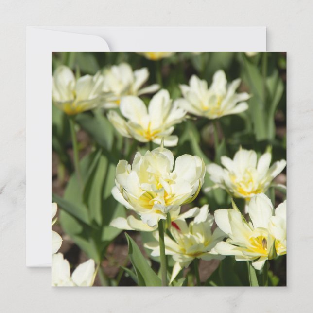 Field of white tulips Photo (Front)