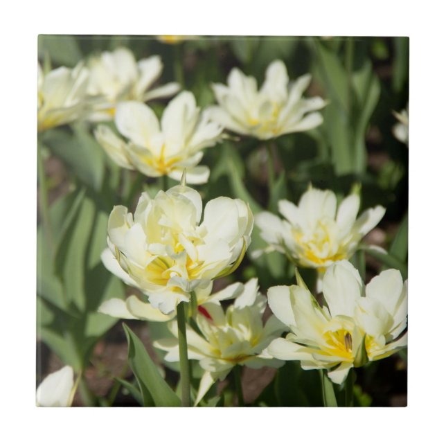 Field of white tulips Photo Ceramic Tile (Front)