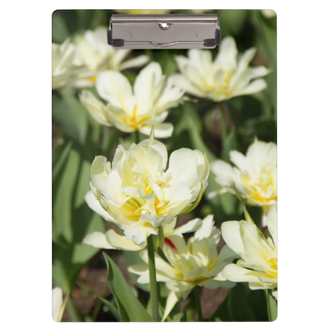 Field of white tulips Photo Clipboard (Front)