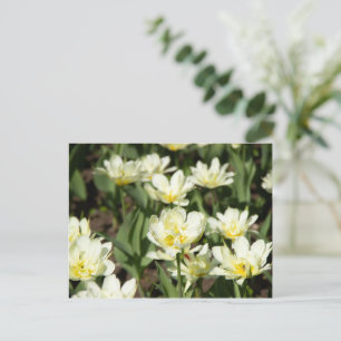 Field of white tulips Photo Postcard
