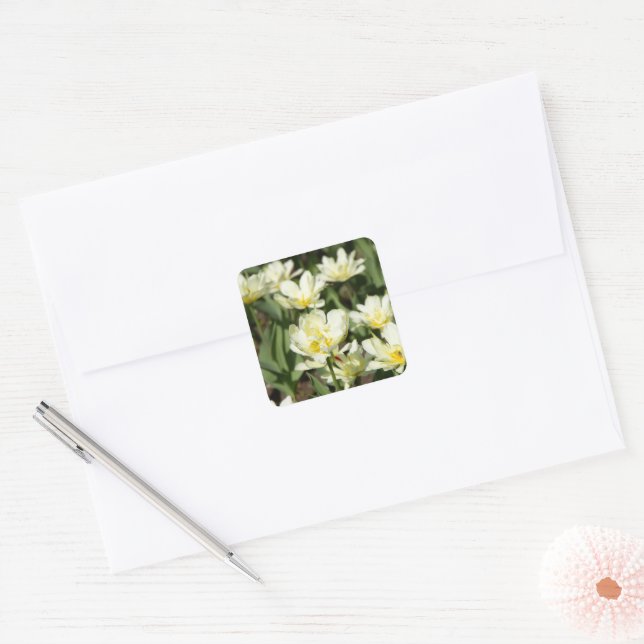Field of white tulips Photo Square Sticker (Envelope)