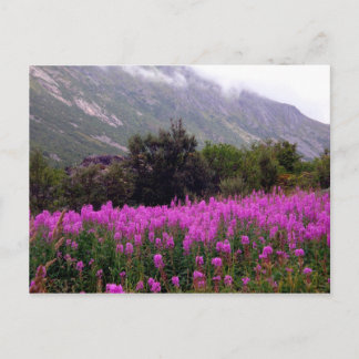 Field of wild flowers near Bodo, Norway Postcard